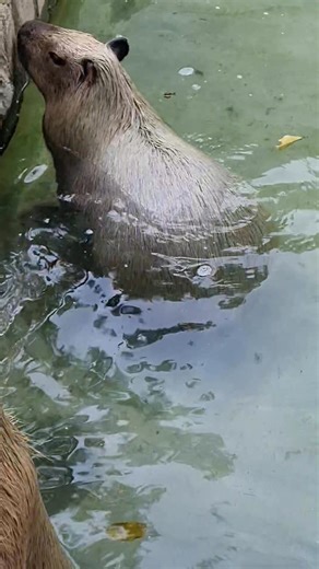 Capys cooling off! Capybaras are semi-aquatic mammals and are excellent swimmers. They often seek water to keep cool or to escape predators. Capybaras have adapted to life in and around water habitats. They have partially webbed feet which helps them swim. Their eyes, ears and nostrils are positioned on top of their heads, allowing them to observe their surroundings while remaining hidden underwater. See the Zoo's capybaras during your next visit! #Capybara #EmperorValleyZoo | Emperor Valley Zoo