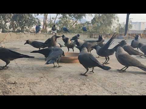All Birds Crows Sounds Massive Crows feeding Frenzy And Anger Sounds