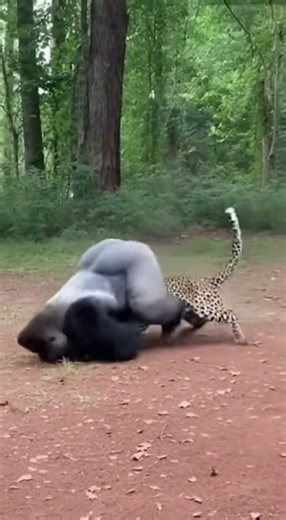 Save BABY Gorilla: Mother’s Devastating Punch Stops Leopard Mid-Attack | Shocking POV