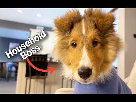 Baby Kevin Is Running the Household 😂 | Puppy Compilation e455