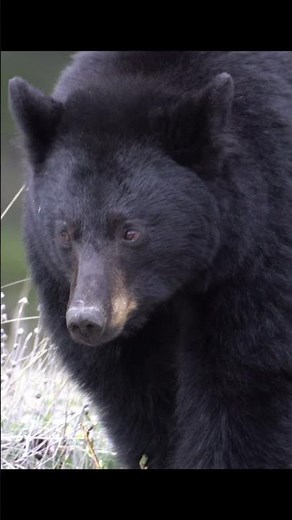 When a Bear Locks Eyes with Your Camera #animalencounters #wildlifephotography #nationalpark