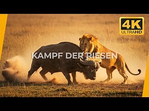 KÖNIGE DER SAVANNE 4K | Löwenkampf gegen den wütenden Büffel | Natur & Ruhe 4K