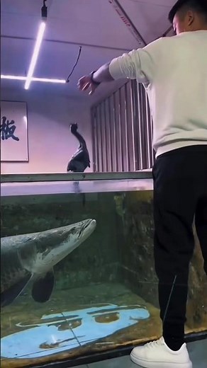 MONSTER FISH FEEDING FRENZY! | Arapaima Devours Food in Seconds! #aquariumlife #feedingfrenzy