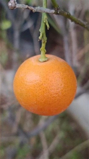 Citrus × sinensis fruit (mini orange) #sainursery #meerut #shortvideo #viralvideo #homegardening