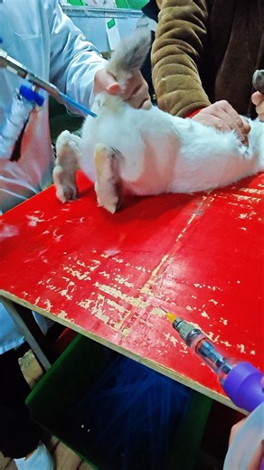 How Farmer impregnate Rabbit in farm 👀