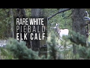 Rare White Elk Calf filmed near Jackson Hole (Wildlife)
