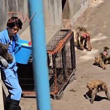 Today I Went to See Punch