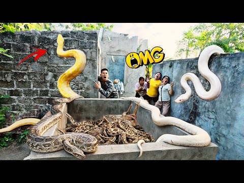 Brave Expert Uses High-Tech Snake Detector to Rescue Girl from Giant White Python in Abandoned House
