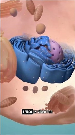 Where does energy come from in cells? Where do mitochondria and chlorine come from?