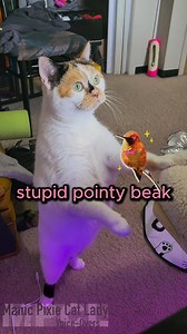 That biRd my cat has beef with is back Cat: My Susie Voice-Overs and edits: Me 👋🏻😊 . Encouraging positive mental health, one cat video day at a time. Subscribe to my Patreon Http://Patreon.com/ManicPixieCatLady or say hiiee to help support my channel 💜 And don't forget to check out my shop: http://Manicpixiecatlady.com/shop . . #animalvoiceover #catvideos #funnycats #cats #catlady #manicpixiecatlady #catmemes #trendingcats #catvoiceover #catmom | Manic Pixie Cat Lady
