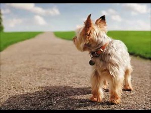 Karaoke Sertanejo Universitario Mato Grosso e Mathias