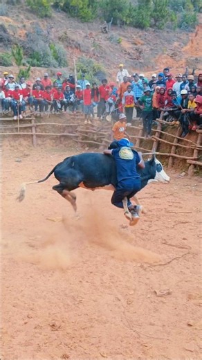 He Grabbed the Bull and It Threw Him Off in Seconds! 😱 #savika