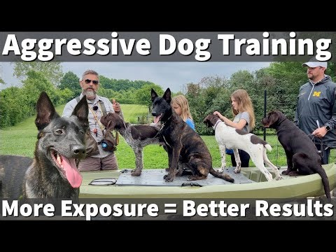 Aggressive Dog Training | More Exposure (Training Volume) Equals Better Results