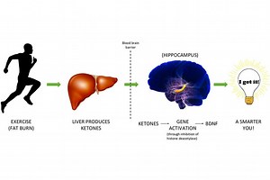 The Exercise Connection to Ketones and BDNF