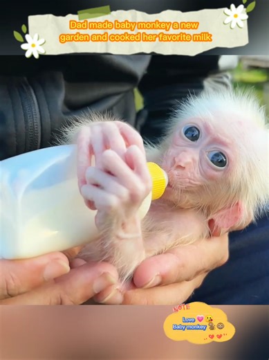 Dad Builds New Garden for Baby Monkey