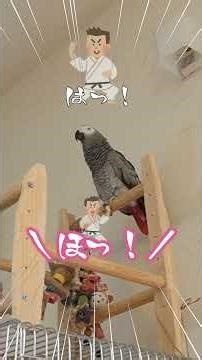 Rallying with a talking bird was too free lol