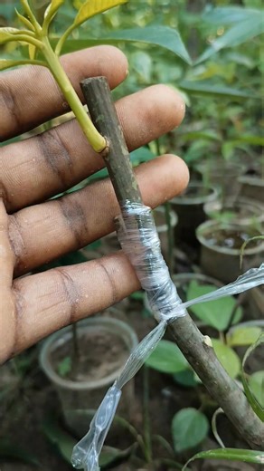 Mango Tree Grafting Technique #mangograft #crafting #treeplanting #farming #kheti | Sanjit Mandal