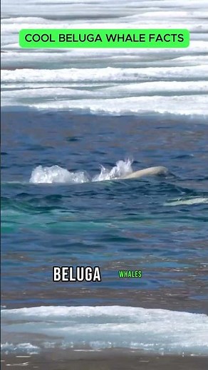 Beluga Whale Babies: The Warm Water Migration