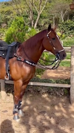 Special chestnut horse for vaquejada (Brazilian rodeo) #vaquejada #horse #cowboy #studfarm