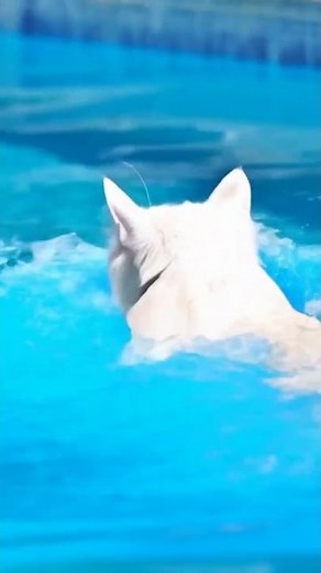 This Cat Loves Water?! 😱🐱🌊 #cat #catshorts #funnycats #swimming