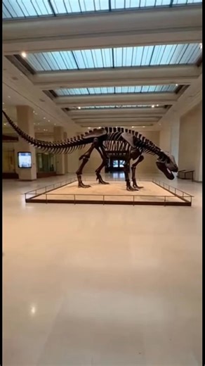 Dinosaurs Reunite in Museum Fun! Watch inflatable dinosaurs gather around a skeleton for a playful reunion. #fblifestyle #AI Generated using Kling AI . . . (For entertainment purposes only. Consult professionals if guidance on activities is presented. No brand affiliation is implied if any are shown. If inspired by true events, creative adaptations may be included. Content may include public footage.) | Fabiosa Life Stories