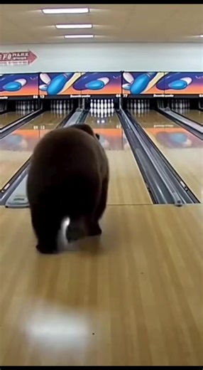 This Bear Loves Bowling! #fyp #bear #bowling #animal #amazing