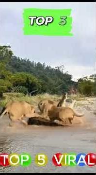 APEX PREDATOR WARS: 5 Wildest Animal Moments Caught on Camera (Lion vs Rhino & Tiger vs Croc Fights)