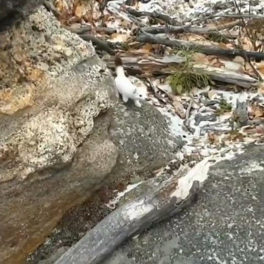 How Stoats Hunt Using Different Senses