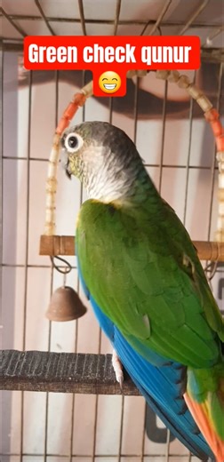 Green check qunur 😁 #qunur #greencheekedconure #shorts #rmbirdhouse