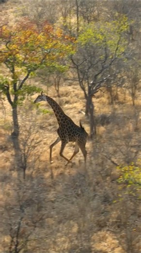 We Saved Giraffes From Dying 🦒 | MrBeast