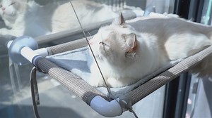 125 reactions | Extremely easy go install and pretty quick. Reward your cat with a gift, they love looking out the window More >> https://bit.ly/3YyfYmB #catsagram #catlovers #cat_features #catlady #catlife #catlove #catsgram #cutecat #cutecats #cutest #meow #kittycat #catinstagram #catsclub #cats_of_instagram #kitty #ilovemycat #caturday #catsofig #thedailykitten #bestmeow #excellent_cats #discount | Pefuny | Facebook