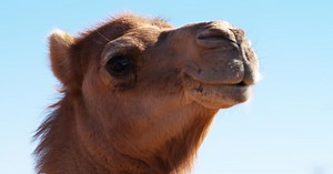 Camel bites central Minnesota zoo owner's head, drags him 15 feet
