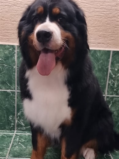 Beautiful Dixie 😍 This Bernese beauty got a full pampering session for her coat 💜 Until now, she was bathed at home, but given how big she is, it wasn’t really convenient for her owner – especially the bathroom cleanup afterwards 😂 Here, big dogs are no problem, and of course the salon cleanup is on us! 😁🐾 At first, she was a bit shy, but in the end we really hit it off 😍 Nose held high – all that praise made her proud 😂💜 Bathing, brushing, and coat grooming ☺️ Now she can head straight 