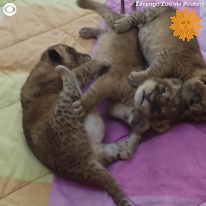 44K views · 1.4K reactions | Take a look at these newborn lion cubs playing and being fed at the Zacango Zoo in Mexico on Tuesday. The zoo says the three “charismatic” cubs were born August 13. | CBS Sunday Morning | Facebook