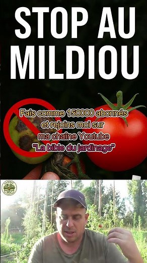 ⛔ STOP MILDEW: Everything you need to know to stop getting it! #vegetable garden #gardening #mild...