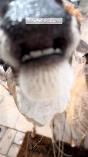 SnowFrickenWhite: A Morning with Beautiful Deer in Snow