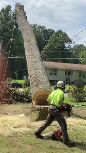 #arborist #treesurgeon #tree #treeremoval #logging #treefelling