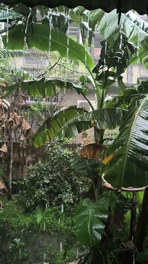 Heavy rain and Thunderstorm on tin roof | #rain #thunderstorm #nature #asmr #shorts ☑️☑️