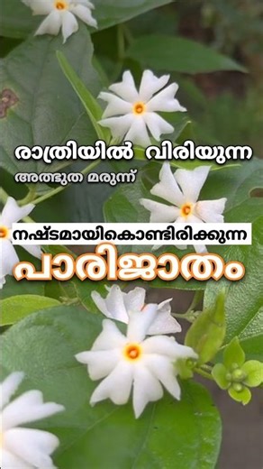 നഷ്ടപ്പെട്ട പാരിജാതം | രാത്രിയിൽ വിരിയുന്ന അത്ഭുതമരുന്ന് #flowers #farming #plants #tips