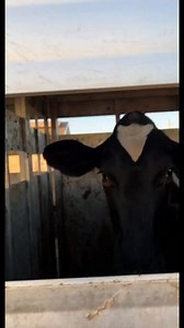 13K views · 75 reactions | Holstein heifers going to JJ Meats in Madera, CA (USDA Facility) #zabeehafarms #arhalalmeat #sattarfarms #jjmeats #usda #halal #halalmeat #halalmeatshop #butchershop #holstein #holsteins #holsteincatt | Jonathan Bell | Facebook