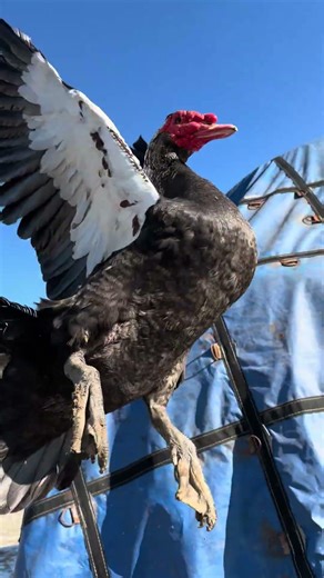 Muscovy drake flying