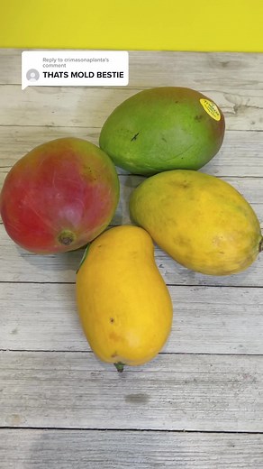 Growing a Mango Plant from Seed | Update in One Week 🥭