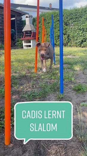 Amstaff Cadis Agility Training: Slalom Mastery Step-by-Step