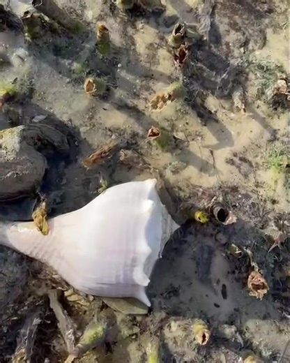 54K views · 1K reactions | The Albino Lighting whelk is a rare shell...