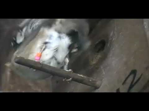 Incredible sparrow copulation close-up on Lundy Island, UK