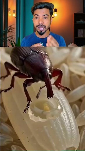 How Rice Weevils Reproduce Inside Rice | The Hidden Life Cycle Explained! 🌾🐞