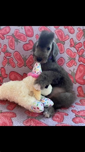 #HappyBirthday to this sweet girl who brings so much joy into our lives every day. We love you, Lola! #bedlingtonterrier