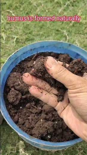 difference between humus and compost. plant. #humus #compost
