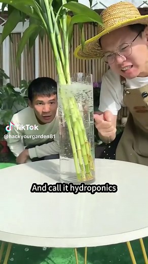 How to Properly Grow Lucky Bamboo