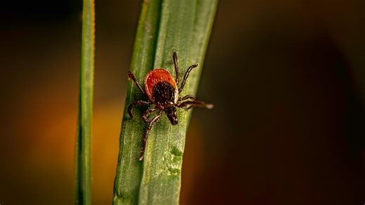 Warm weather is here and so are ticks, here's what you need to know - The Weather Network